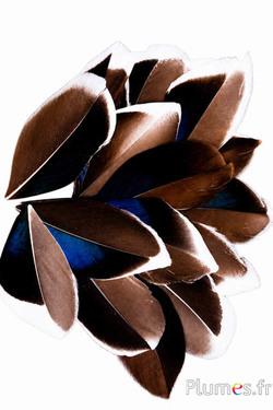 Petali in piume - 5-8 cm x 3-4 cm - naturale